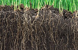grass with deep roots and soil