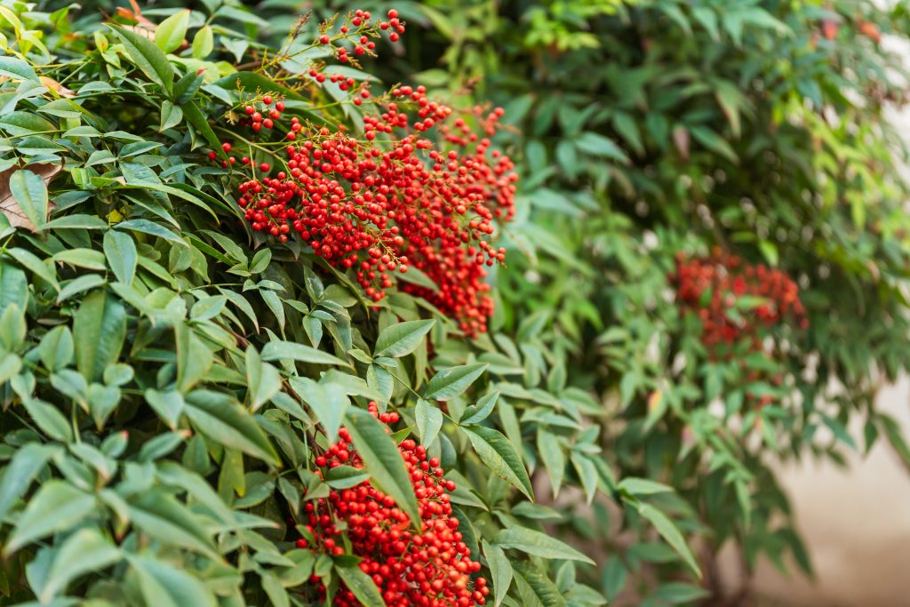 Green shrub with red berreis