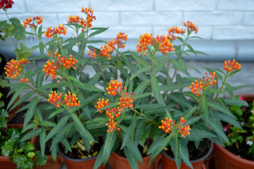 Tropical milkweed plants with orange flowers in bloom