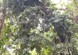 Monstera plant climbing up a tree branch