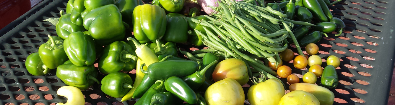 Cool Season Garden vegetables, beans, peppers, tomatoes