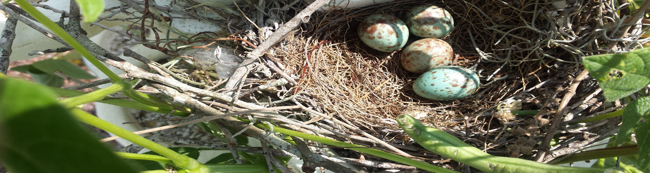 MockingBird next with eggs