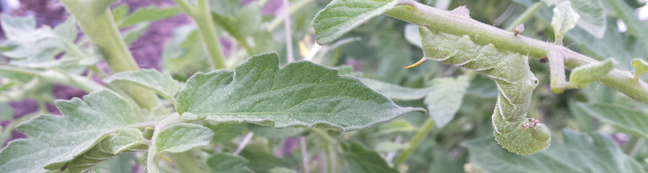 tomato horn worm