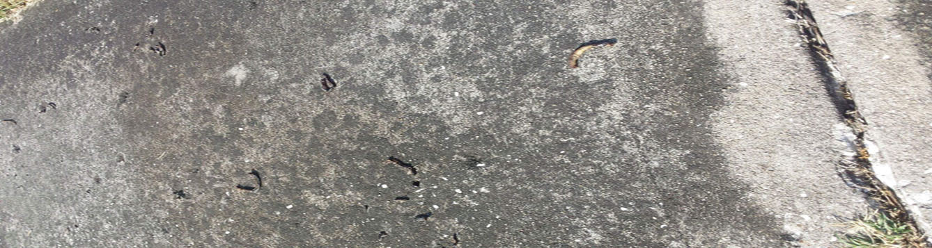 earthworms drying up on the sidewalk