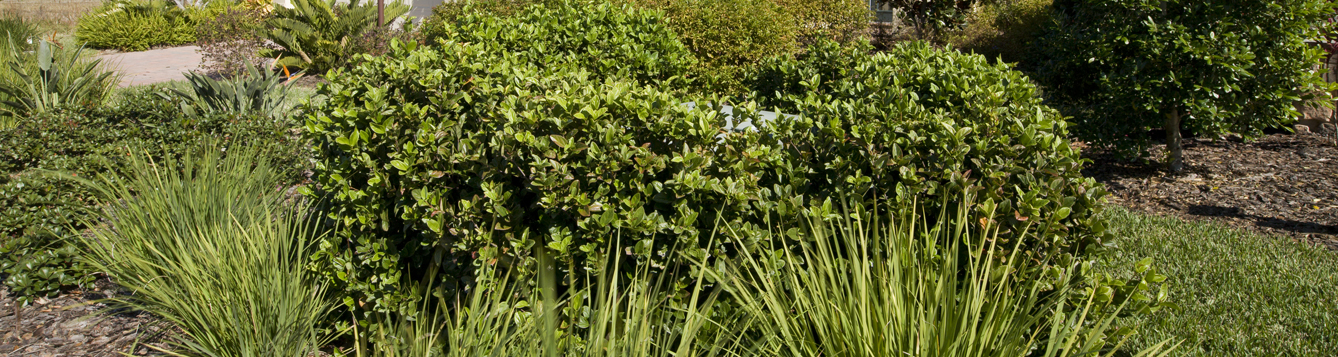 Landscaped yards and homes in Florida. Landscaping, plants, gardens, neighborhoods, communities, development. UF/IFAS Photo: Tyler Jones.