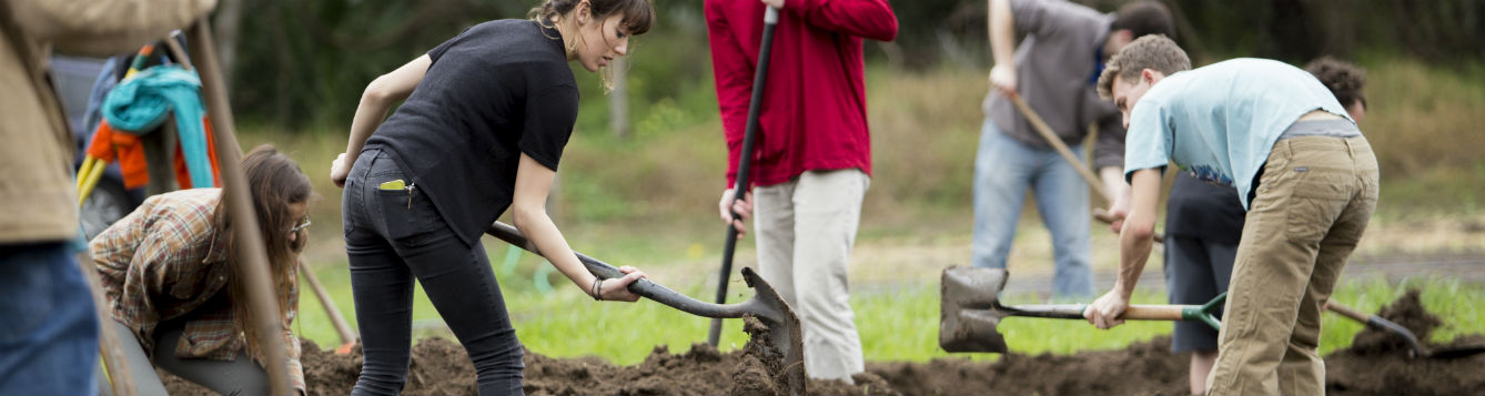 people with shovels digging to plant shrubs
