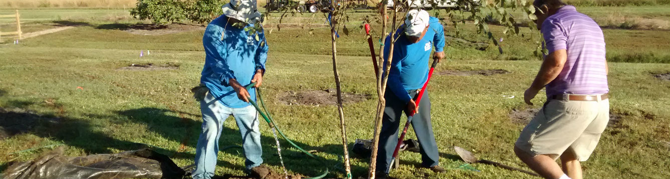 tree walk install with P & L