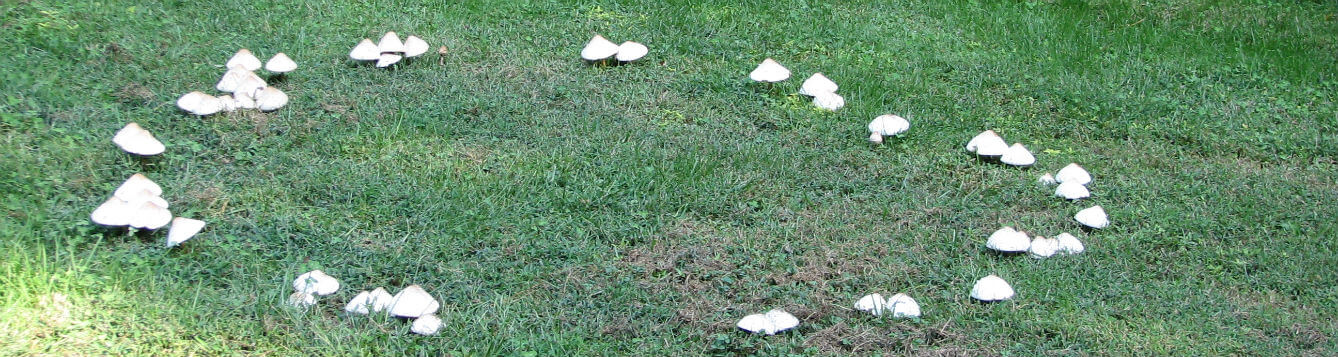 fairy ring