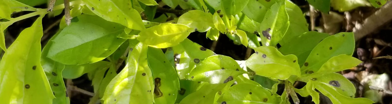 gold mound leaf spot