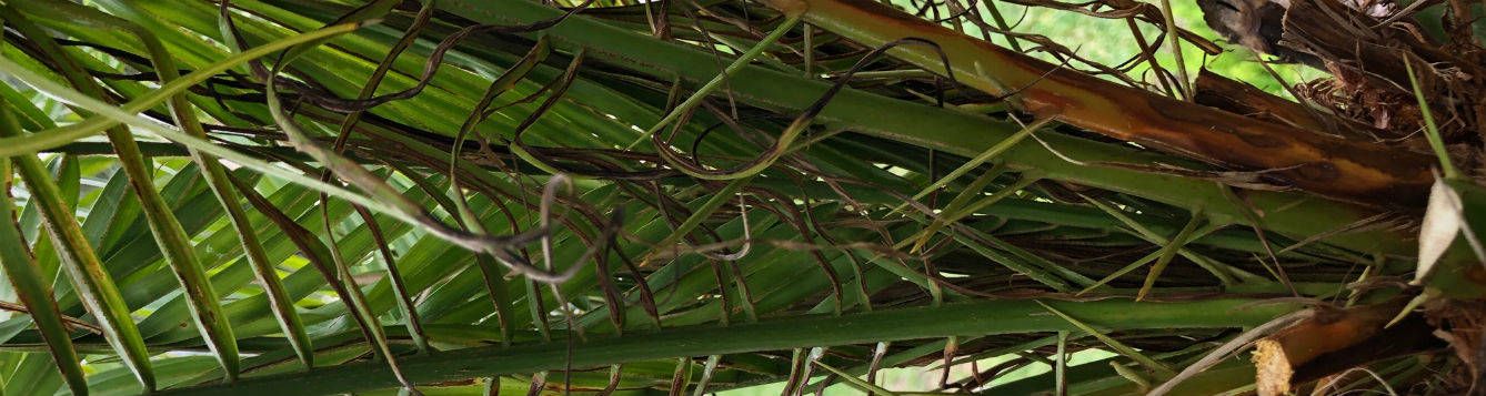 Pestalotiopsis (Pestalotia)