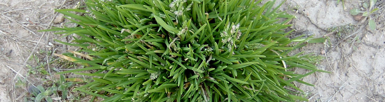 Annual bluegrass Poa