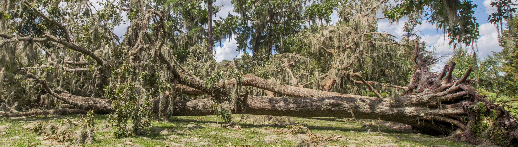 Two oak trees downed due to Hurricane Irma. Photo taken 09-14-17