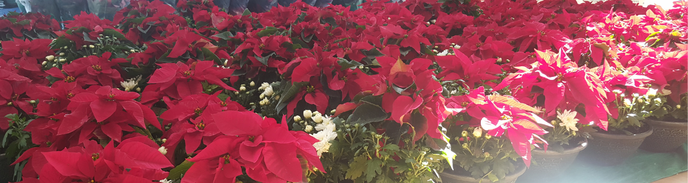 poinsettias with mums