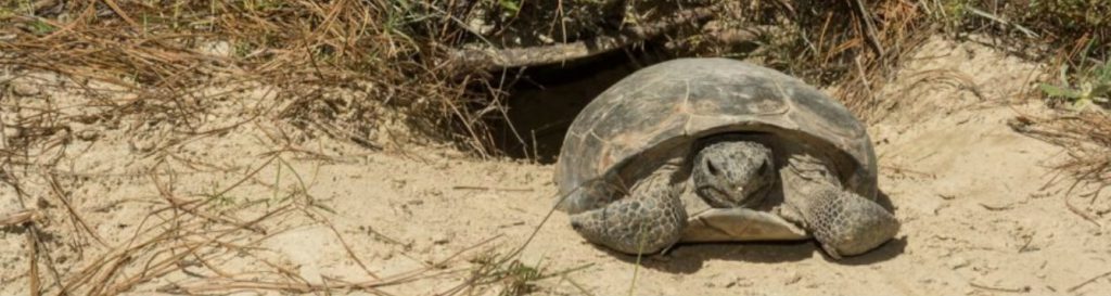 florida-s-endangered-species-uf-ifas-extension-osceola-county