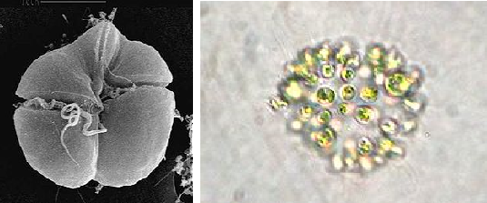 Harmful Algal Blooms: Red Tide vs. Blue-green Algae - UF/IFAS Extension