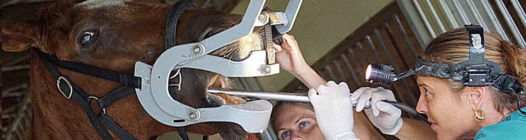 Straight From The Horse's Mouth. Equine Dentistry Information - UF/IFAS ...