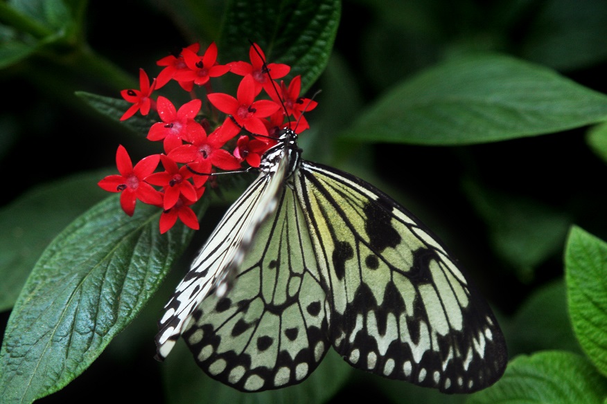 Gardening Tip Butterfly Garden UF/IFAS Extension Osceola County