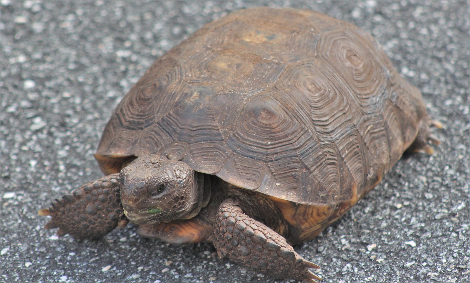 March 3 is National Wildlife Day - UF/IFAS Extension Osceola County