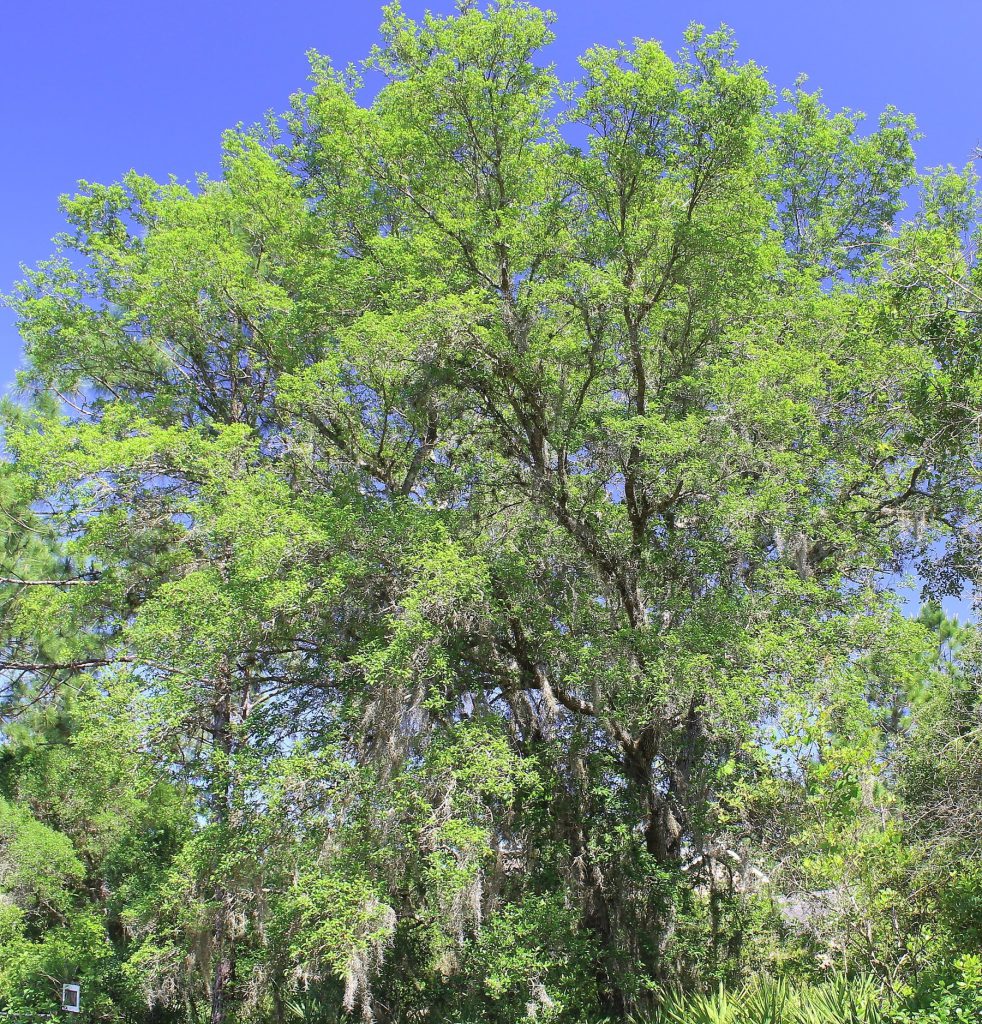 Let's Celebrate National Arbor Day 2022 - UF/IFAS Extension Osceola County