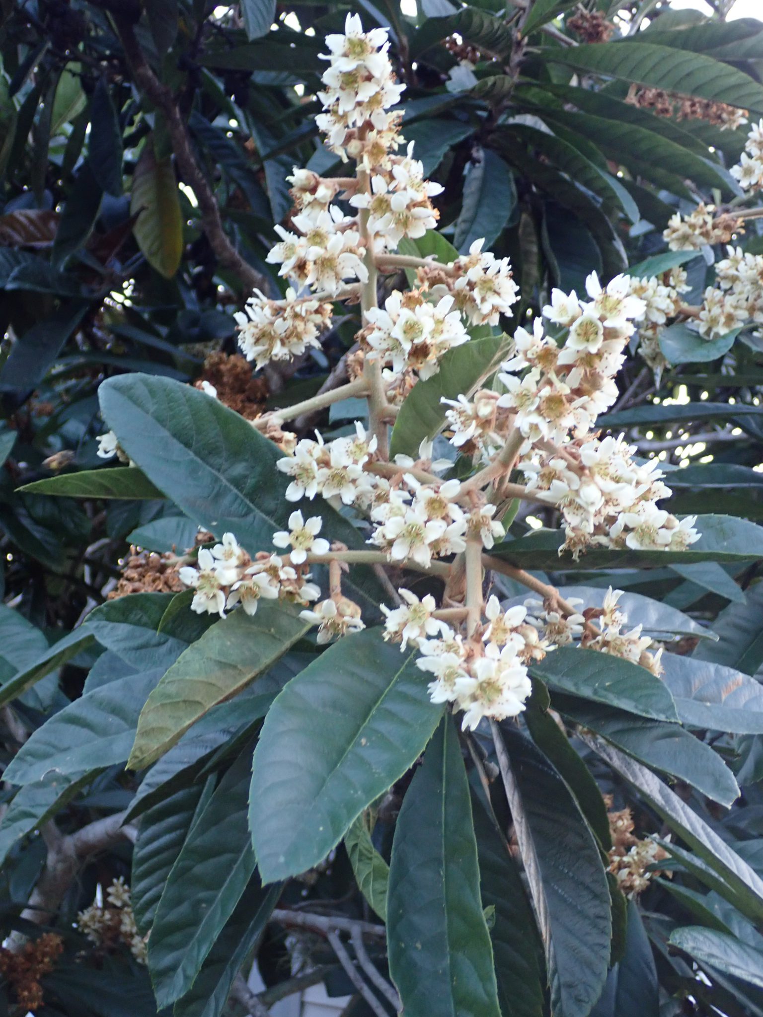 Landscape with Loquats - UF/IFAS Extension Osceola County