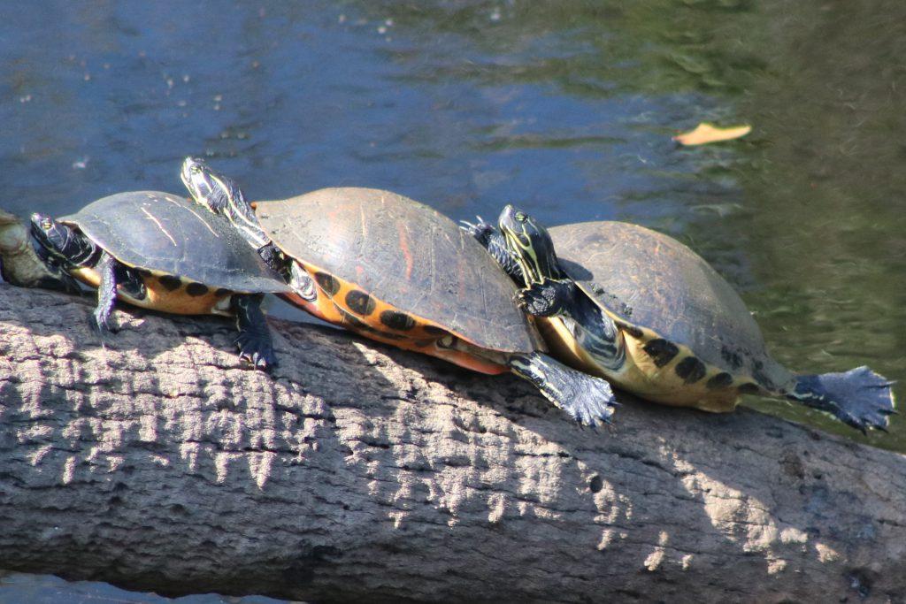 The Florida Cooters - UF/IFAS Extension Osceola County