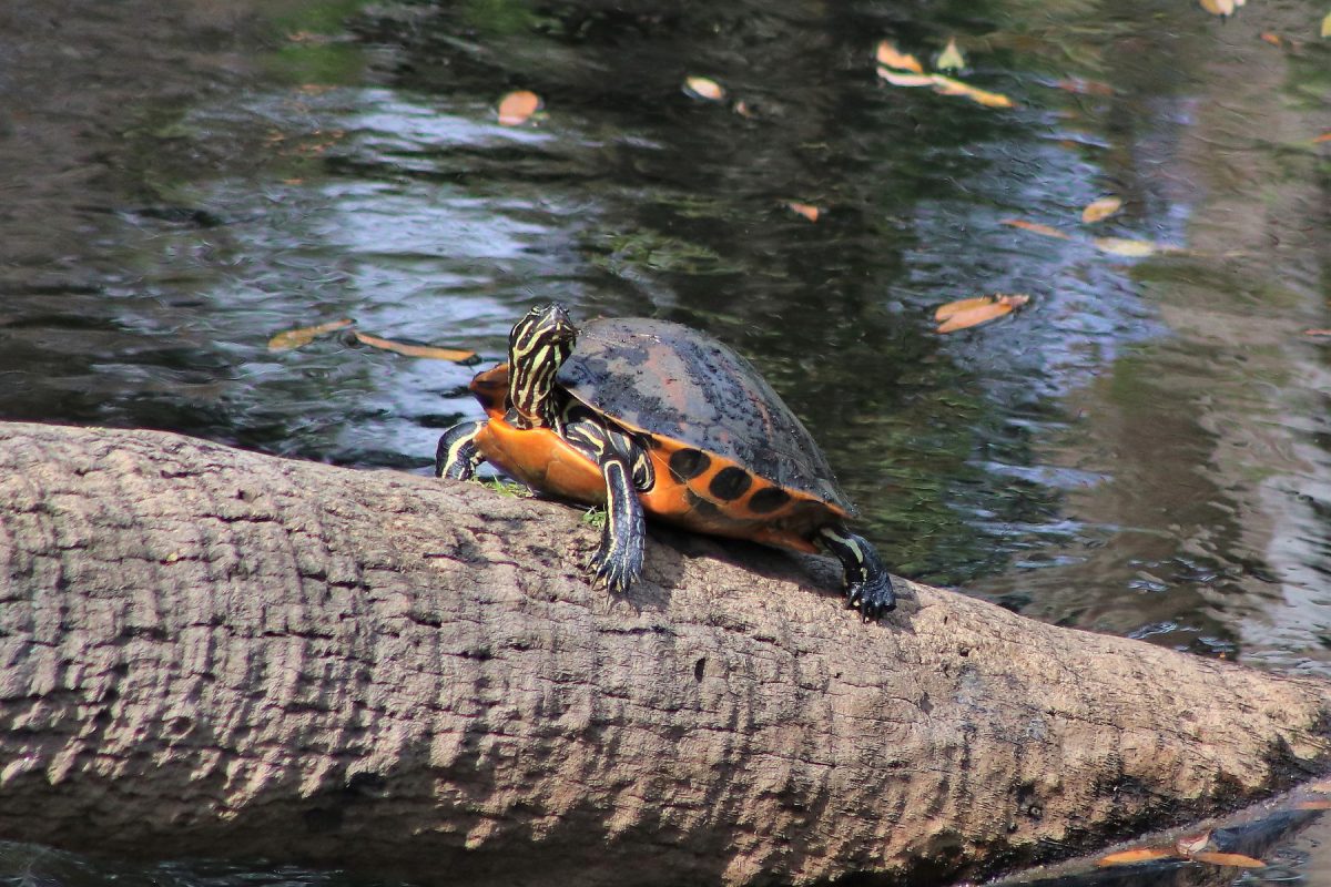 The Florida Cooters - UF/IFAS Extension Osceola County