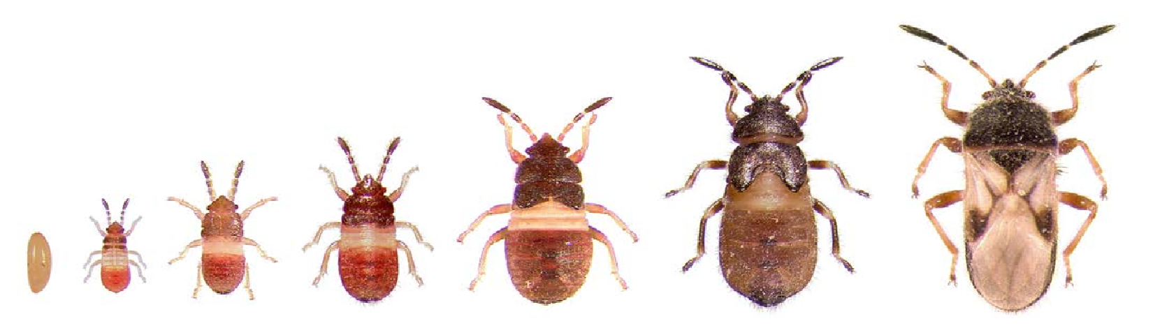 Spring Pests: The Chinch Bug - UF/IFAS Extension Osceola County