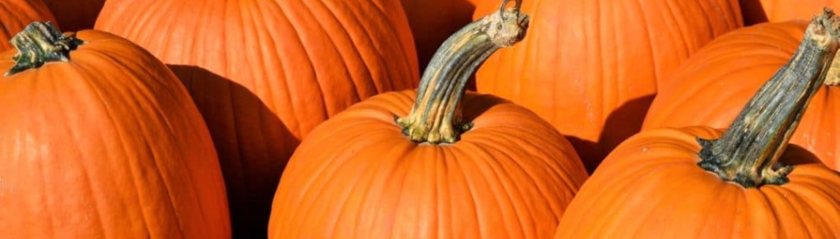 orange pumpkins