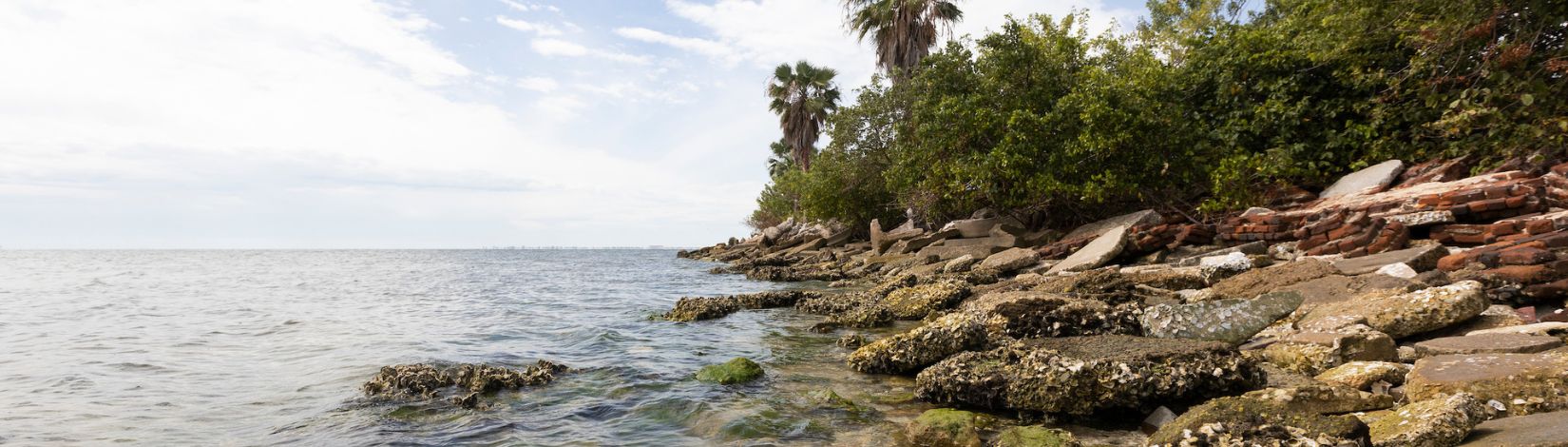 Algae and oysters growing on shoreline in Tampa Bay.