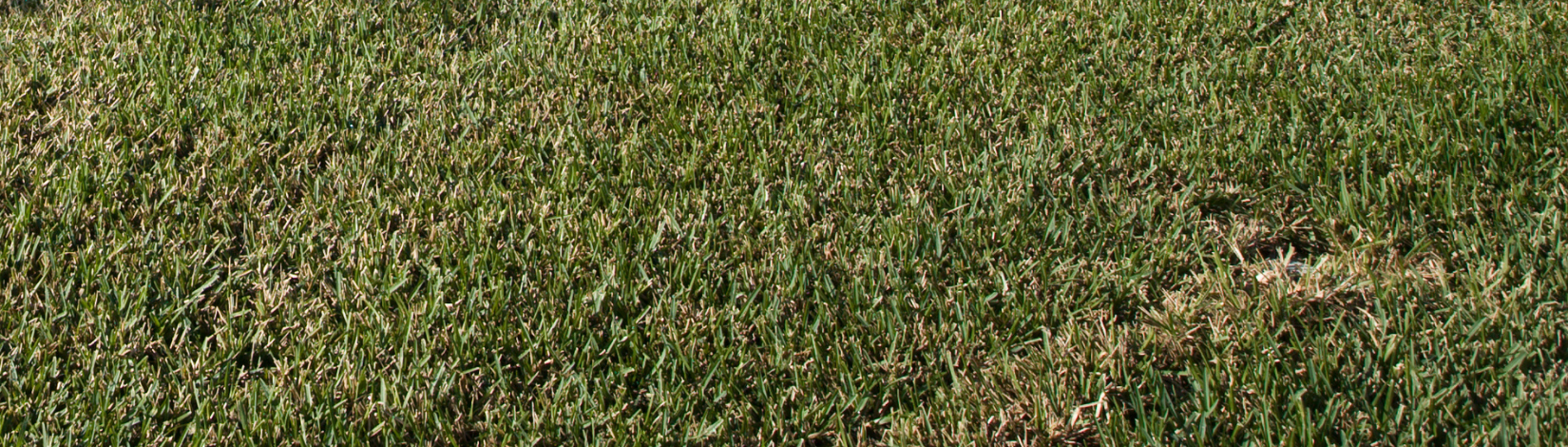 St. Augustine grass