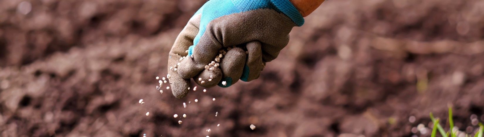 Senior woman hands applying fertilizer plant food to soil for flower and vegetable garden. Fertilizer and agriculture industry, development, economy and Investment growth concept.