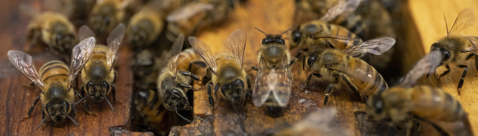 Honey bees on hive frames