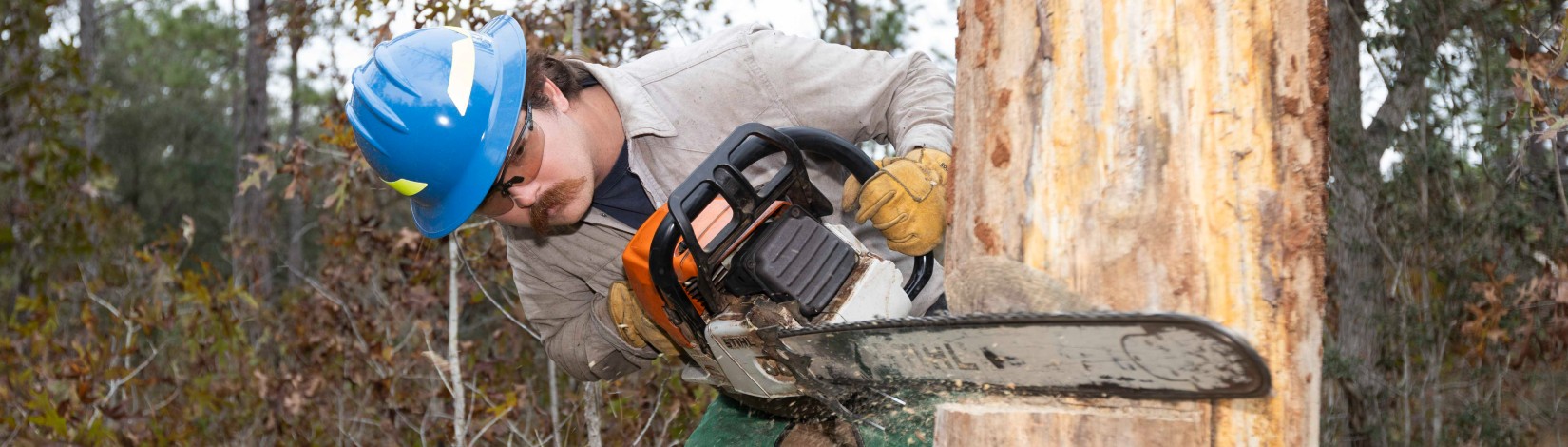 John McUmber using a chainsaw to cut down a dead tree at Ordway Swisher Biological Station.
