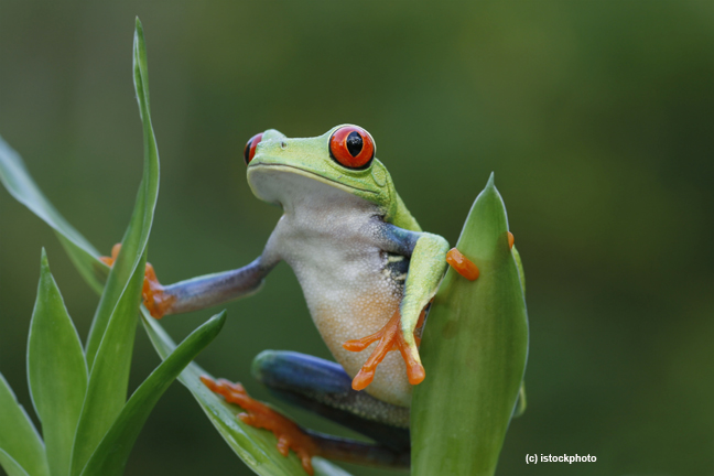 iStock_horizontal-frog – UF/IFAS Extension Palm Beach County