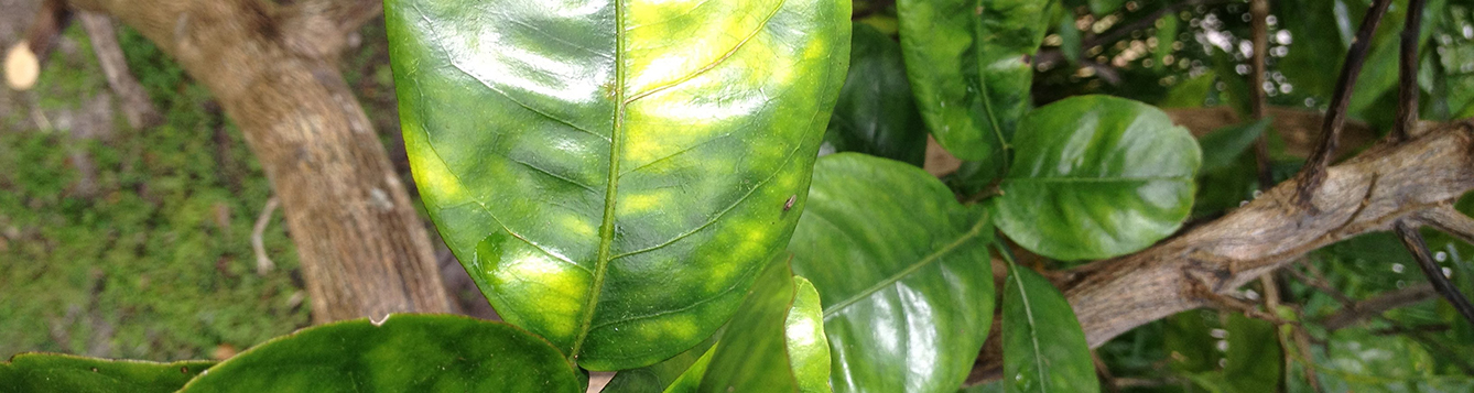 Leaf showing yellow citrus greening spots