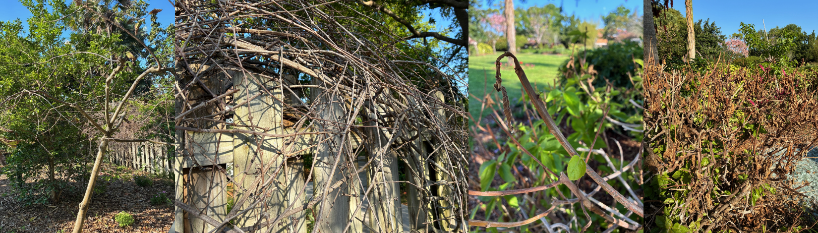 Cold damage on multiple garden plants
