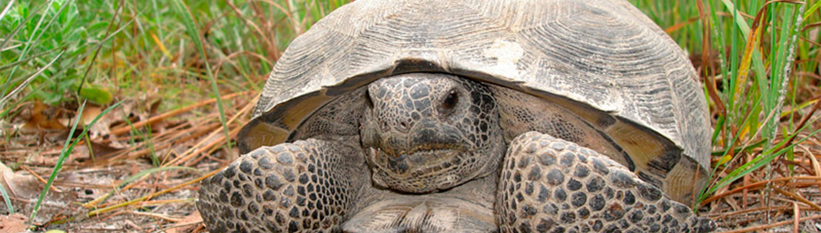 Gopher Tortoise