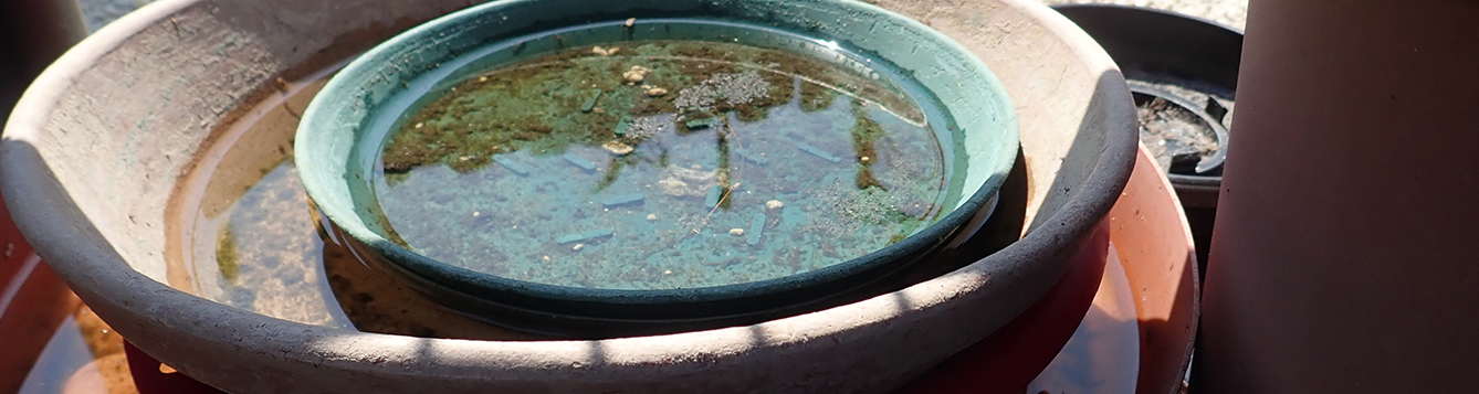 Plant saucer with standing water