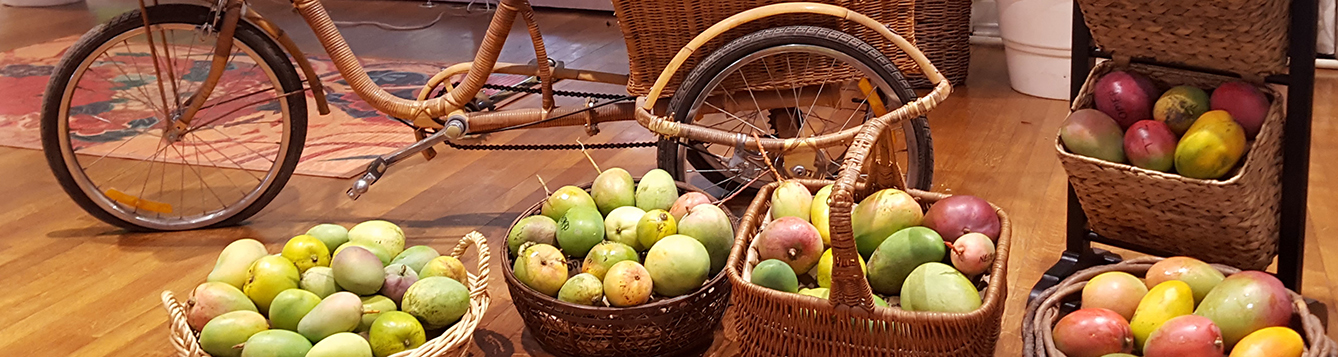Florida mango display at Fairchild Garden