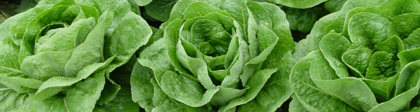 Lettuce