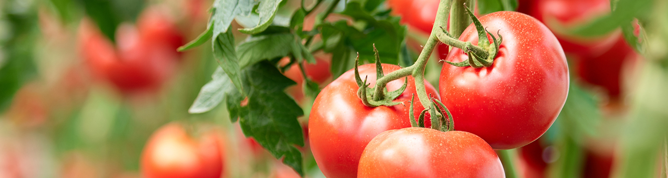 Three ripe tomatoes on green branch.