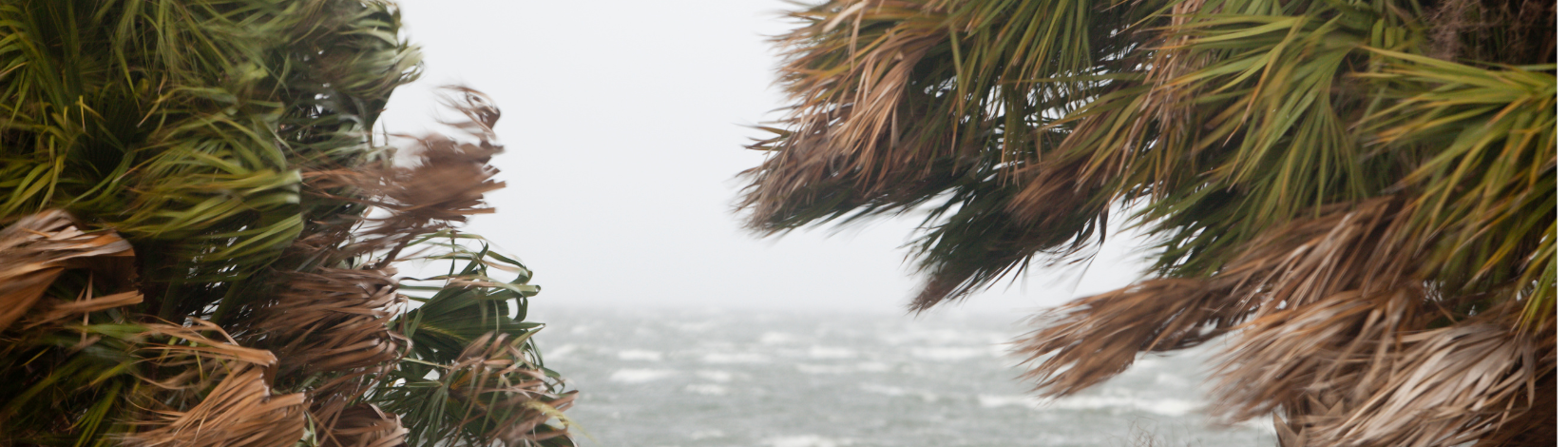 Palm trees being blown by the winds of an approaching storm. Severe weather, rain, beach, coast. UF/IFAS Photo by Tyler Jones.