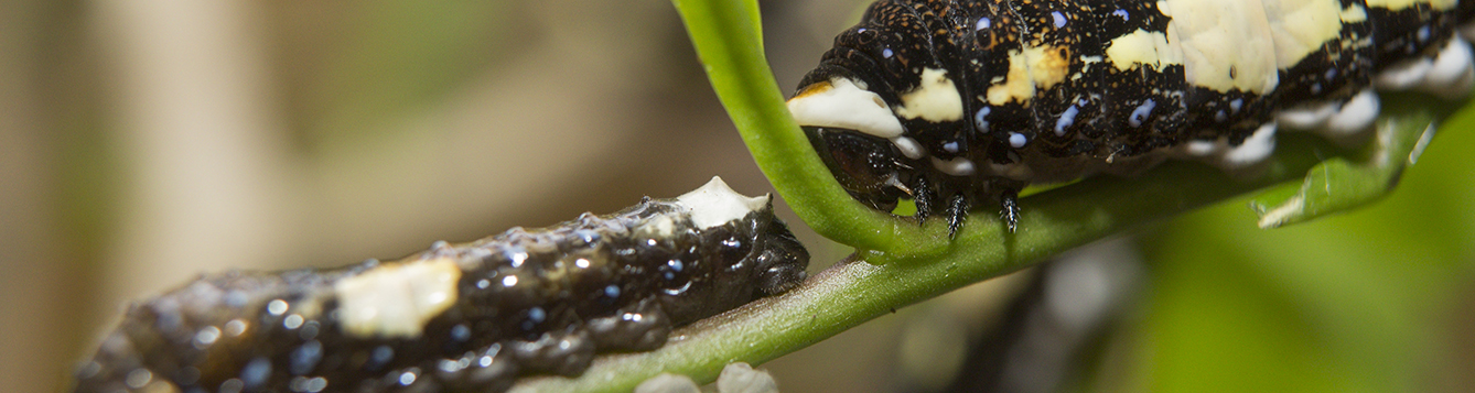 Importance of Identifying Caterpillars Correctly: Pest or Butterfly ...