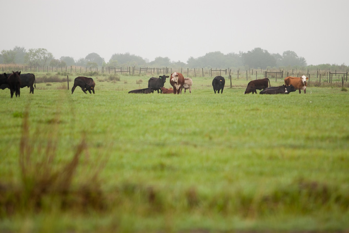 Ona Range Cattle Rec Field Day Let S Go Uf Ifas Extension Pasco County