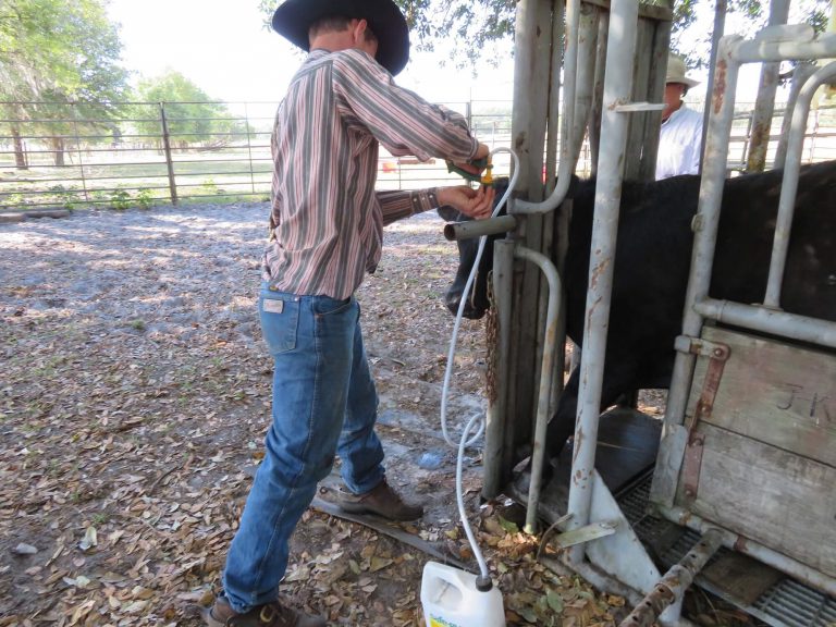 Vaccinations For Cattle An Ounce Of Prevention Uf Ifas Extension Pasco County