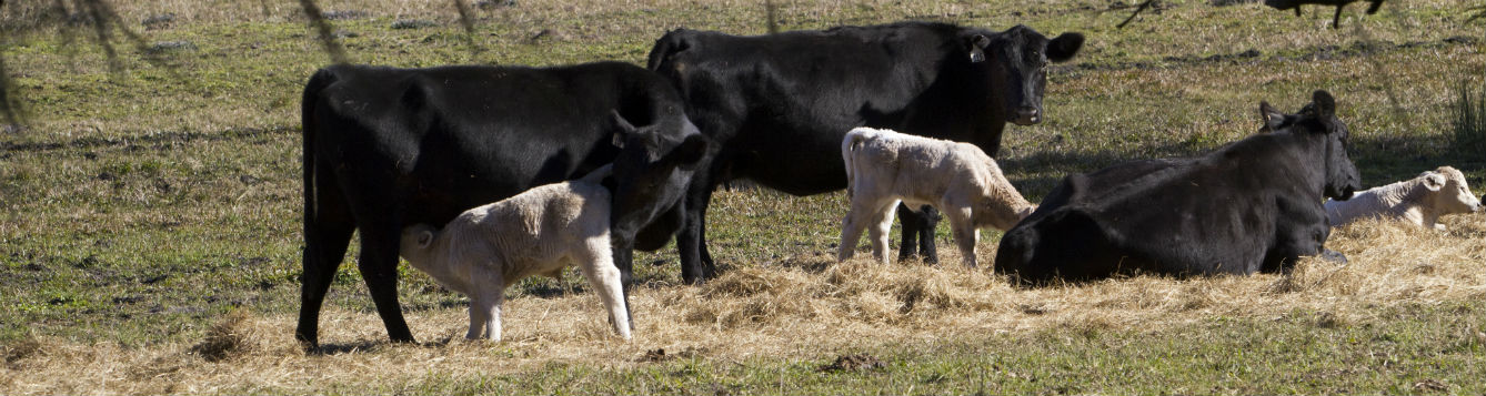 Vaccinations For Cattle An Ounce Of Prevention Uf Ifas Extension Pasco County