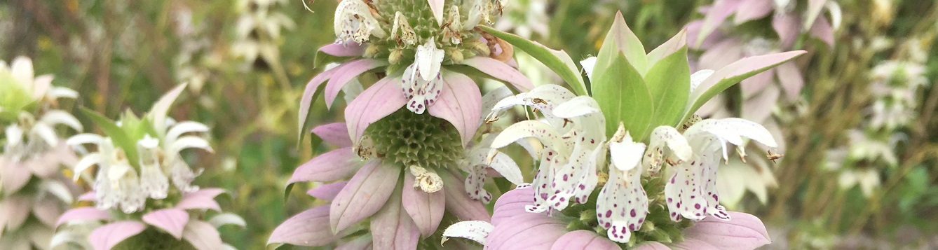 Monarda punctata flowers