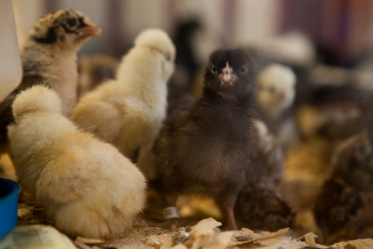 Poultry Health for Small Flocks UF/IFAS Extension Pasco County