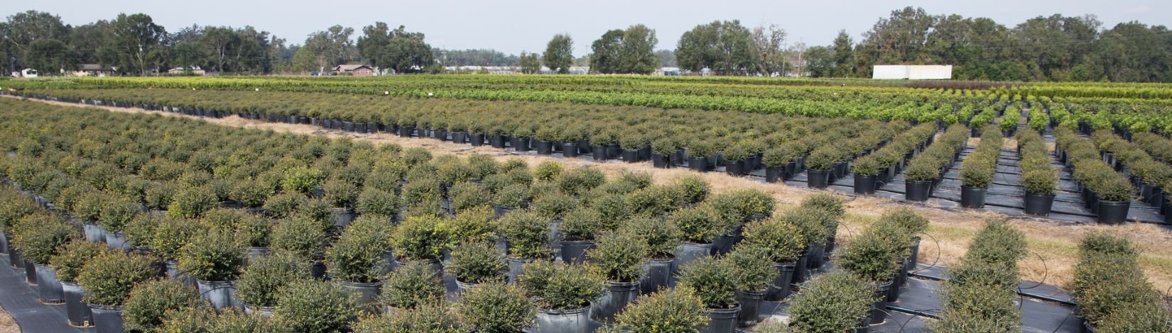 Potted plants at a nursery.