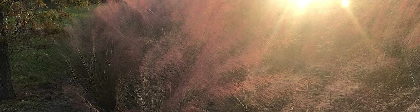 Muhly grass, backlit by the warm glow of autumn sun